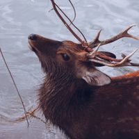 By The Waterhole - Two