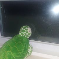 ChomperCreeper - Terry the Turtle
