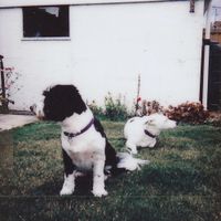 Homevideos - The Weight of My Own Expectations
