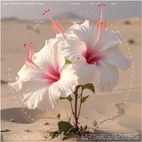 VOST - Sirroco Hibiscus