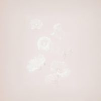 dottie - intention
