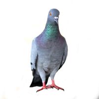 Da Pidgeon - Fuck them crows