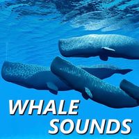 Whale Sounds - Whale Sounds