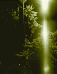 Gordon Ashworth - Tree of Heaven