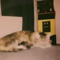 wet sock society - goodnight sleepy cat