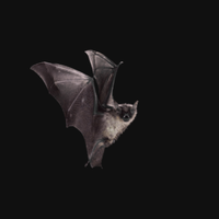 Tyno Beatz - BAT