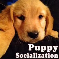 Karl Carling - Puppy Socialization