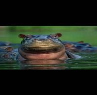 Paige - I Like Hippos