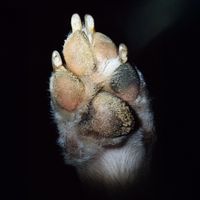 Avery Tucker - Paw