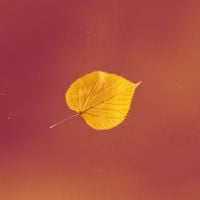 Couch - Autumn - Single