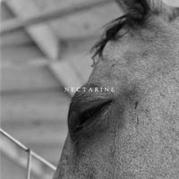 Funeral Advantage - Nectarine