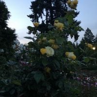 Elijah Who - everything all at once