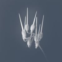 Sandro Mussida - STILL~AEOLIAN