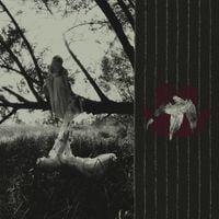 recuerdo acariciar con miedo las alas de un ave herida - recuerdo acariciar con miedo las alas de un ave herida