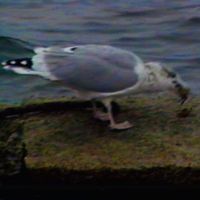 ​polearm - selfish