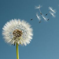 Juney - the reason for the flutter