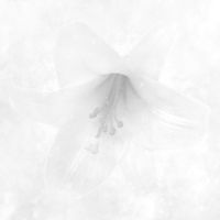 RAY - White