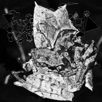 Phyllomedusa - Struggling With The Weight of Life