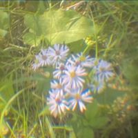 she's green - mandy - demo
