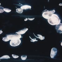 Fuvk - Time Series