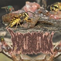 Phyllomedusa - Wretching At The Sight of The Pregnant