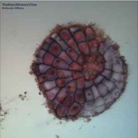 Pauline Oliveros - Molecular Affinity