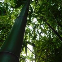 Nami Sato - Musics of Bamboos