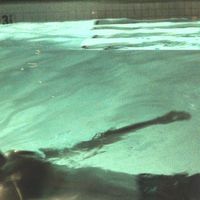 Sipper - Chlorine