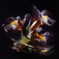 Raein - Forme Sommerse