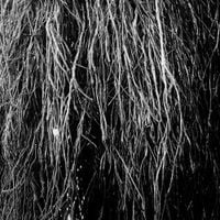 Eraldo Bernocchi - Nocturnal Rainforest