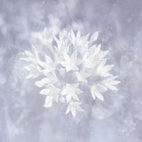 Poemme - Soft Ice