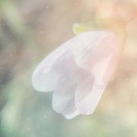Poemme - Blooming Spring