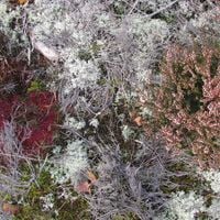 Fursaxa - Mycorrhizae Realm