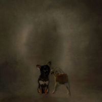KanyeKisser - CHIHUAHUAS ONE