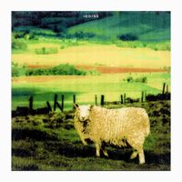 Wilted Cabbage - Iodine