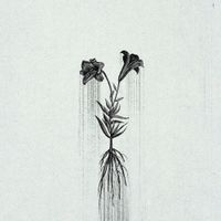 Penelope Trappes - &AElig;ternum