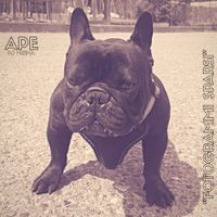 Ape - Fotogrammi Sparsi