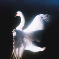MonclerM&ouml;nch - Dying Swan