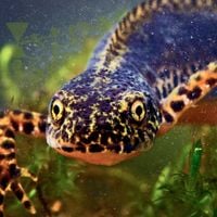 Phyllomedusa - Requign The Soak Up