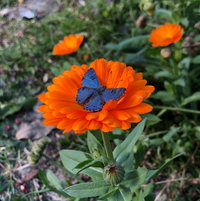COPA - transformo, em Flores, espinhos cerrados