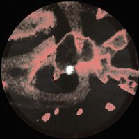 Skudge - Clear / Wasp