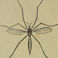Bug Catcher - Insectorum