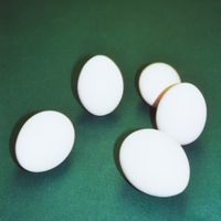Dumbo Gets Mad - FIVE EGGS