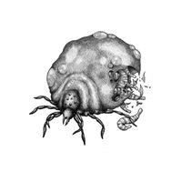 Mortis - A Bloated Tick