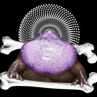 Phyllomedusa - PURPLE FROG CULT