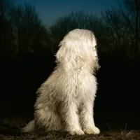 Juana Molina - DOGA