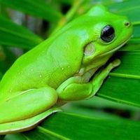Dirty Socks - VERY FROG