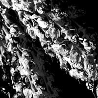 Madmans Esprit - Garden of Skeletons