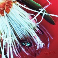 Yonlapa - Velvet Petals