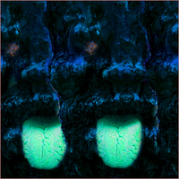 Phyllomedusa - Oddities the Nuchal Region Provide